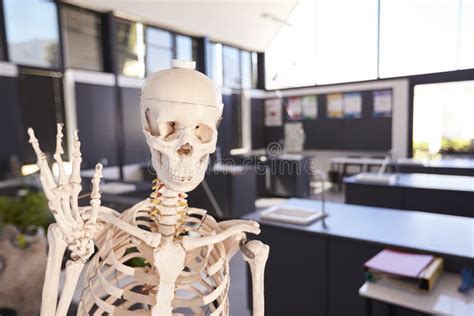 Skeleton in an Elementary School Science Classroom Stock Photo - Image of design, empty: 99965762