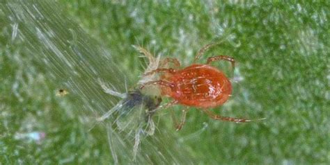 Complete Guide to Spider Mites - Pest Prophet Blog | Spider mites, Mites, Pests