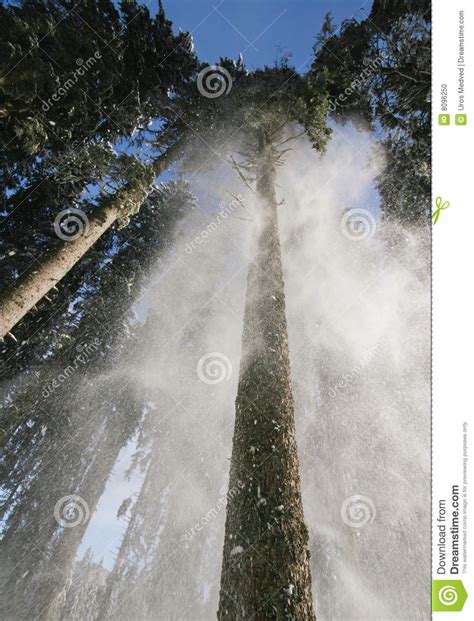 Snow Falling from Tall Trees Stock Photo - Image of freezing, falls: 8096250