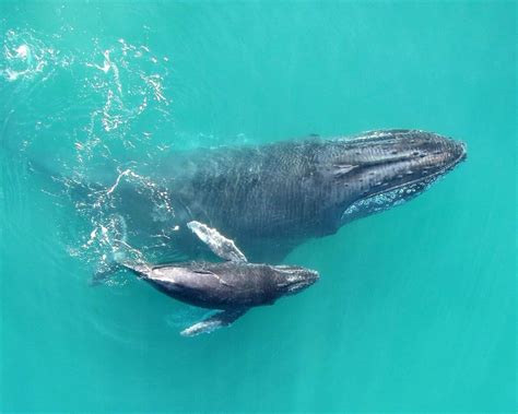 Datos sorprendentes: ¿Cuánto mide una ballena bebé al nacer?