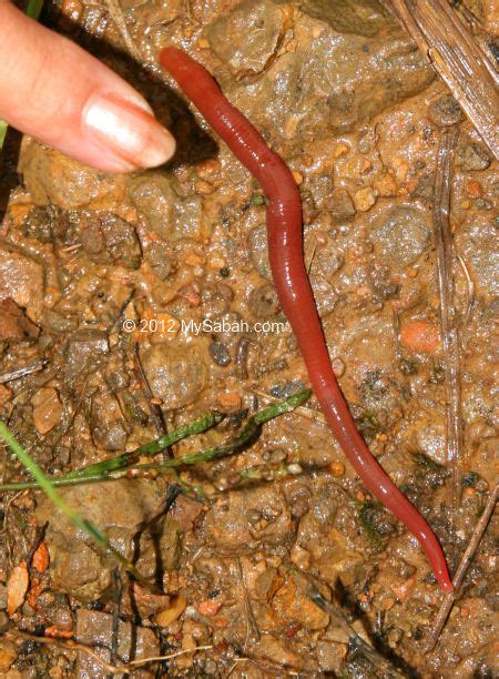 Kinabalu Giant Leech, the Biggest leech of Borneo - MySabah.com