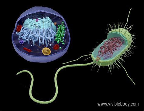 Eukaryotic And Prokaryotic Cells Differences