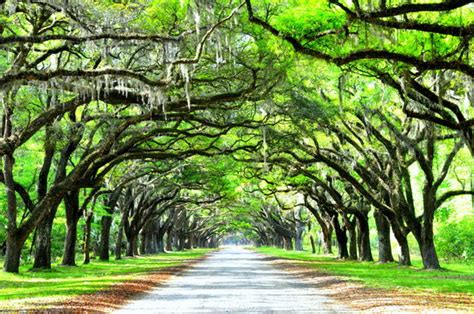 Savannah Georgia Tree Moss Images – Browse 834 Stock Photos, Vectors, and Video | Adobe Stock