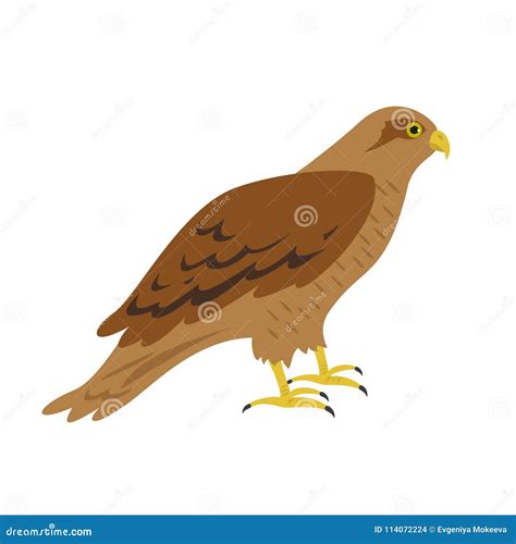 Beautiful Hawks Flying Majestic Birds Stock Illustration ...