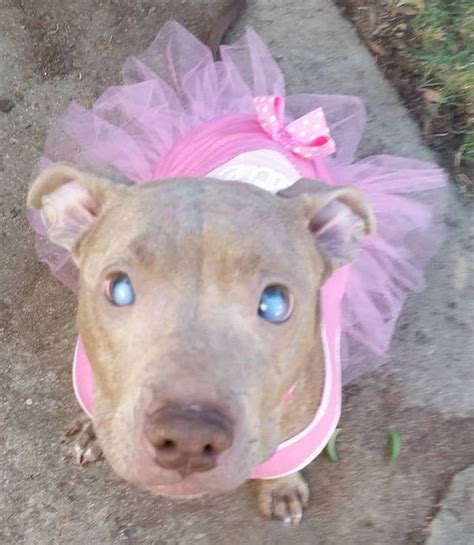 Abandoned Blind Pit Bull Found On Park Bench Gets A New Shot At Life