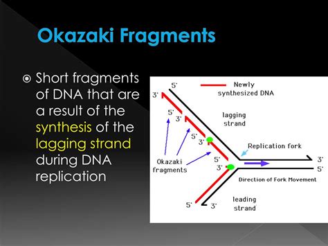 PPT - DNA Replication and Repair PowerPoint Presentation, free download - ID:2612727