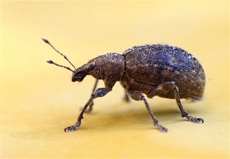 How to Get Rid of Weevils in Pantries and Cupboards