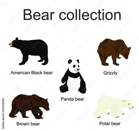 Bear species collection vector illustration isolated on white background. Black bear, Grizzly ...