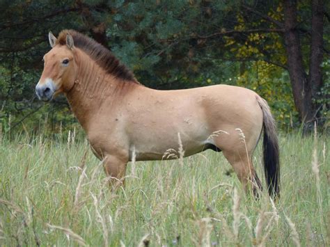 The Mystery Of Chernobylâ€™s Wild Horses