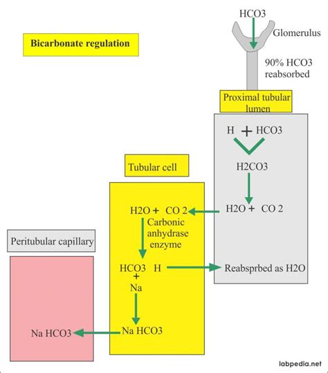 Bicarbonate Level (HCO3-), Acid-Base Balance – Labpedia.net