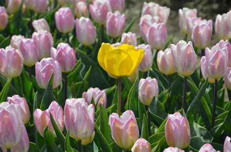 Tulip Route Flevoland: the Largest Tulip Area in the Netherlands - KarsTravels