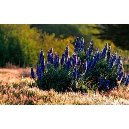 Pride Of Madeira Seeds (Echium Fastuosum) - Price €1.50