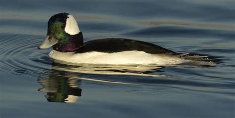 Bufflehead | San Diego Bird Spot