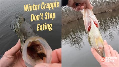 Winter Crappie Fishing Techniques - Tips to find the biggest crappie in your lake! - YouTube