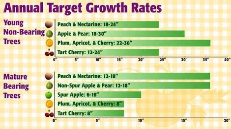 How to Best Fertilize Your Fruit Trees for a Big Harvest | Fruit trees ...