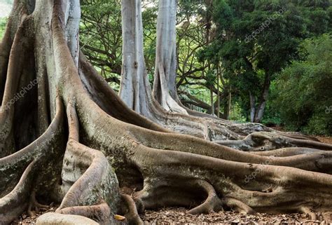 Moreton Bay Fig tree roots Stock Photo by ©steveheap 66232483