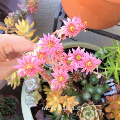 18 Popular Flowering Succulents (With Pictures) - Succulent Plant Care