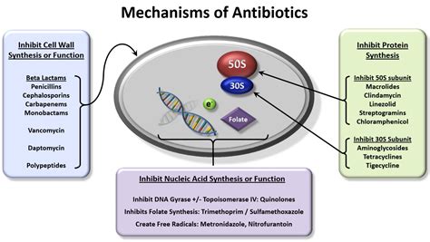 Gras Zivilisieren Verlangen metronidazole mechanism of action Vollständig trocken Senf Senator