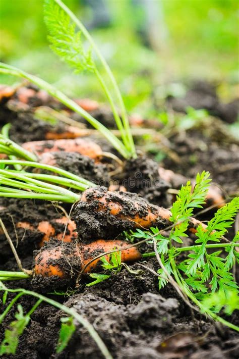 Harvesting Carrots on the Farm Stock Photo - Image of summer, harvest ...