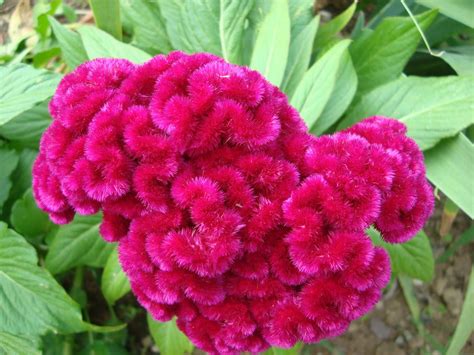 Meet Celosia | Flowers, Celosia plant, Trees to plant