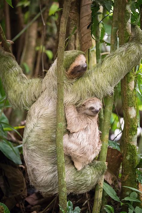 Hoffmann's Two-toed Sloth, Choloepus Hoffmanni by Petr Simon