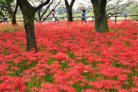 Autumnal Equinox Day in Japan - GaijinPot