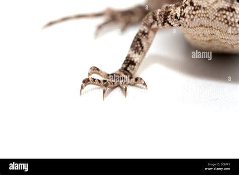 Lizard foot Stock Photo - Alamy