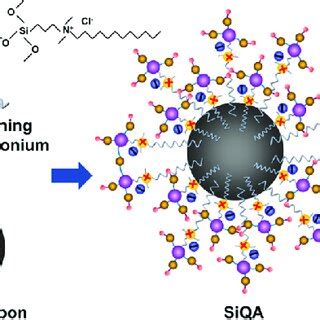 Proposed adsorption of silicon-containing quaternary ammonium compounds... | Download Scientific ...