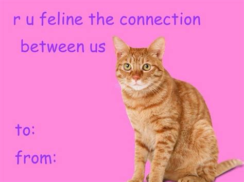 cat valentine's day card | Tumblr | Funny valentines cards, Valentines ...