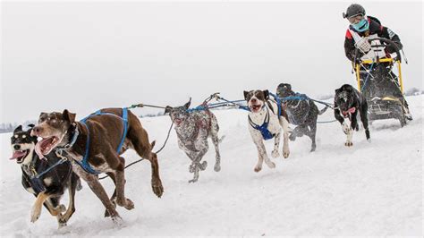 Born to Run: Sprint sled-dog racing is fast and furry-ous - Sports Illustrated