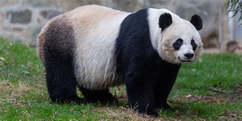 Celebrating National Panda Day | Smithsonian's National Zoo and Conservation Biology Institute