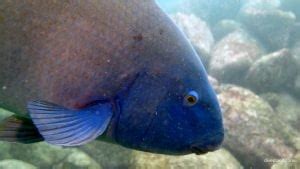 Shelly Beach dive site, Manly, Sydney, NSW