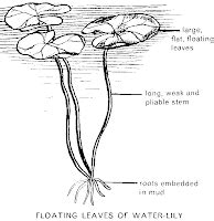 Water Balance in Plants: Root System Adaptations