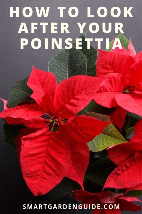 Poinsettia Plant Care - How To Look After Your Poinsettia - Smart ...