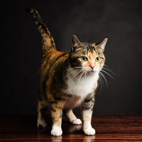 La adorable personalidad de los Gatos Calicó - MichiMío