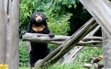 Edinburgh Zoo: A Great Day Out For The Whole Family