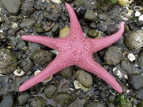 Giant Pink Starfish (Pisaster brevispinus) | Family: Asterii… | Flickr