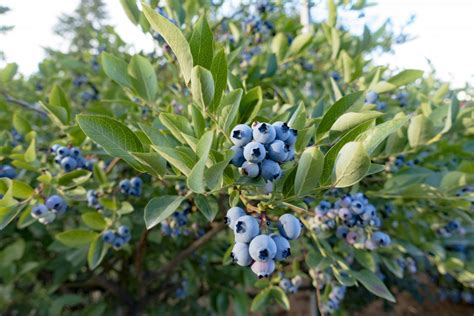 Blueberry Bush - DeGrandchamp Farms