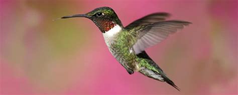 Ruby-throated Hummingbird – Indiana Audubon