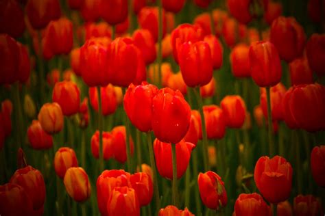 Journey, not destination.: Tulip Festival-Orange City, IA