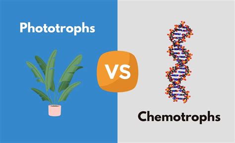 Phototrophs vs. Chemotrophs - What's The Difference (With Table) | Diffzy