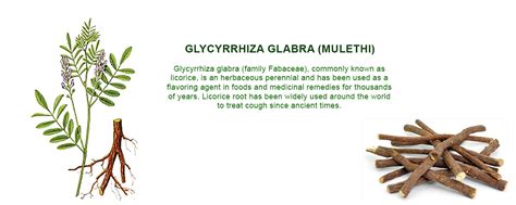 Glycyrrhiza Glabra (Mulathi) Liquid Extract Supplier in India - Social Bookmarking