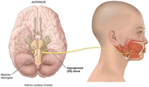 Hypoglossal nerve anatomy, function, injury, damage & hypoglossal nerve ...