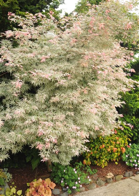 Floating Cloud Japanese Maple - Acer palmatum 'Ukigumo' - Wholesale