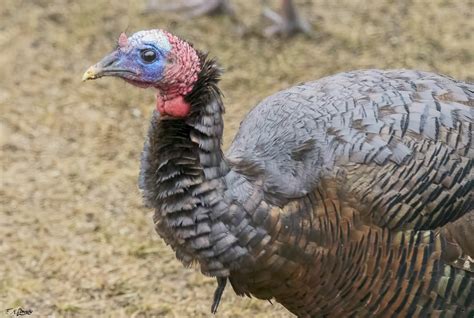 Wild Turkey Hen 5 by Nini1965 on DeviantArt