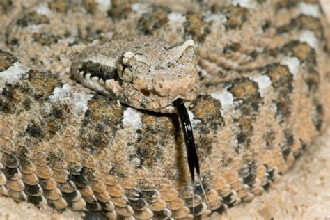 Royalty Free Sidewinder Rattlesnake Pictures, Images and Stock Photos ...