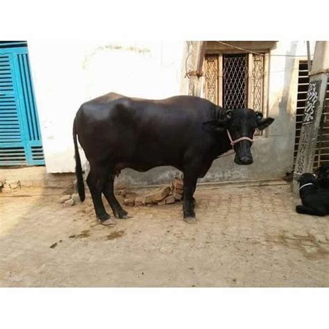 Murrah Breed Buffalo at Rs 85000 | Murrah Buffalo in Karnal | ID: 18252871788