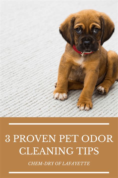 3 Proven Pet Odor Cleaning Tips - Chem-Dry of Lafayette