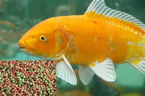 Goldfish Food, Feeding Methods Information | Asia Farming