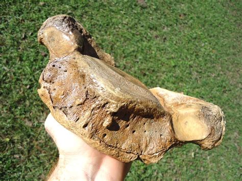 Very Attractive Mastodon Vertebra | Recently Sold | FOSSILS ...